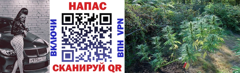 Бошки Шишки Ganja  цены наркотик  Холм 